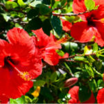 Hibiscus Flower Vastu Tips